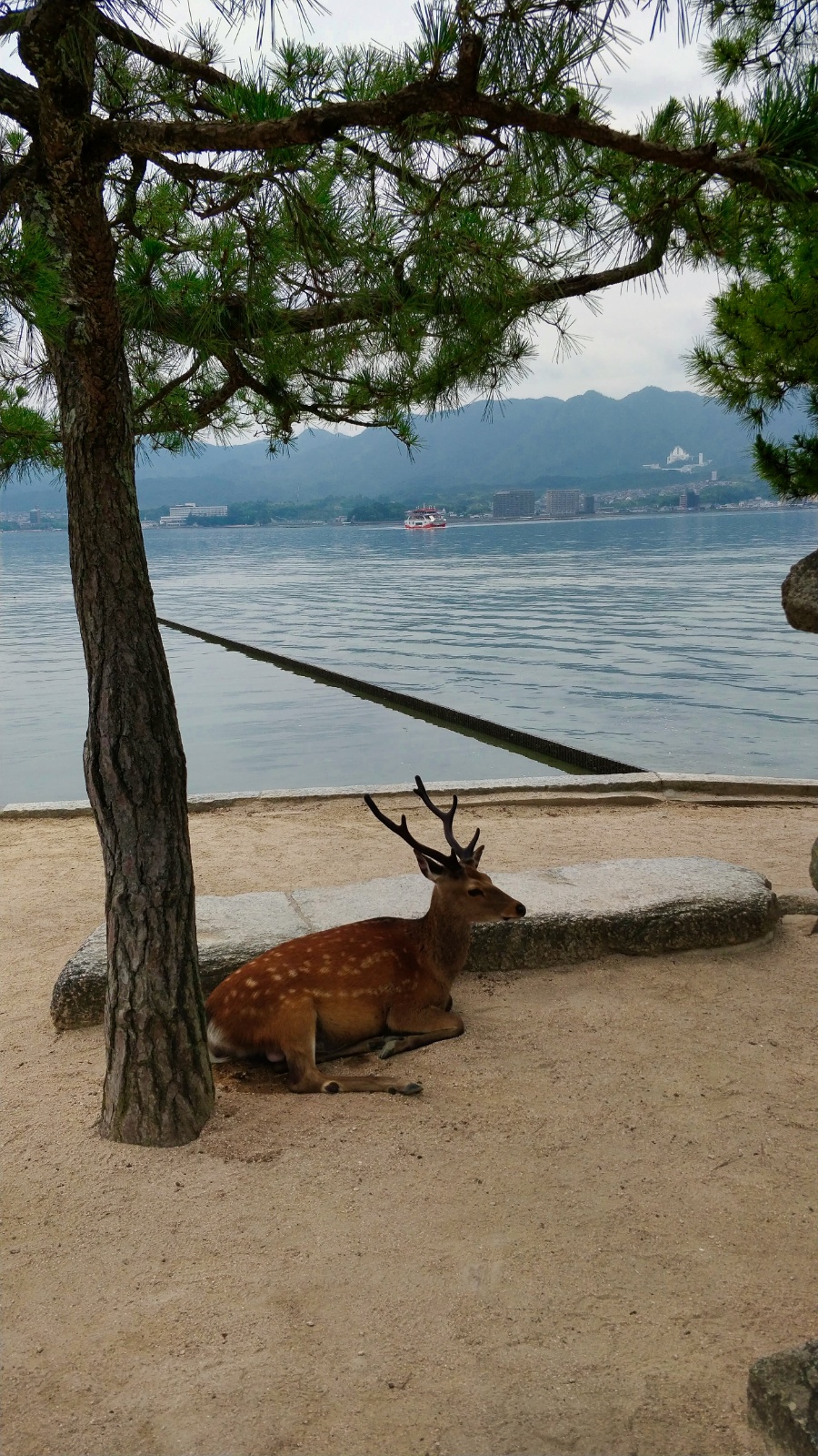 IMG 20190705 141708