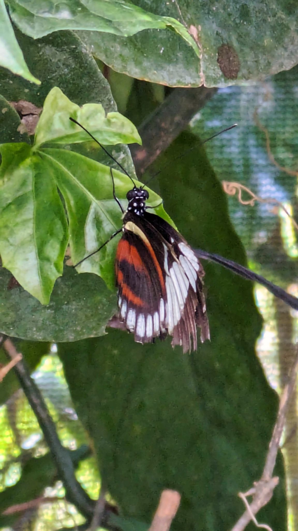 Panama ElValle 03