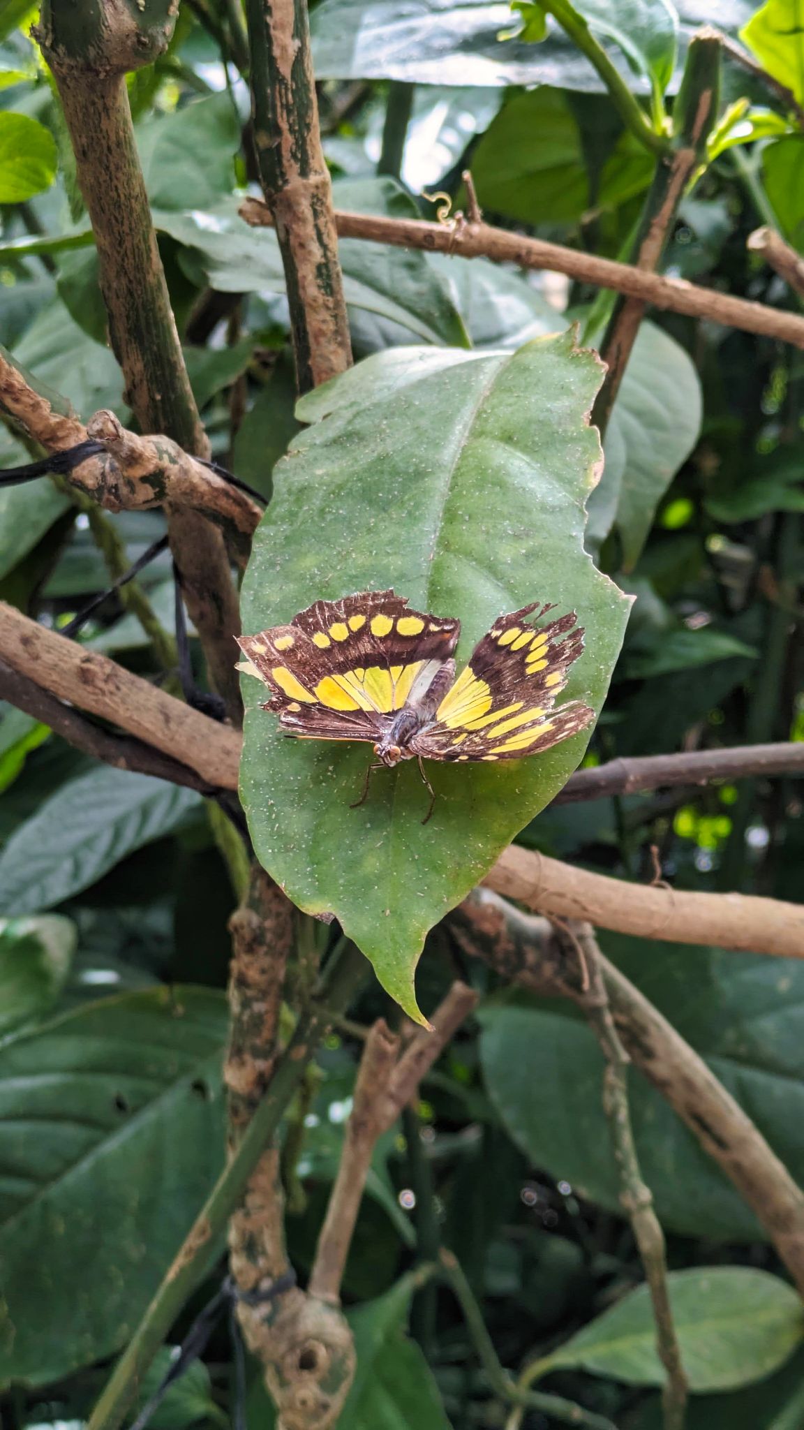 Panama ElValle 04