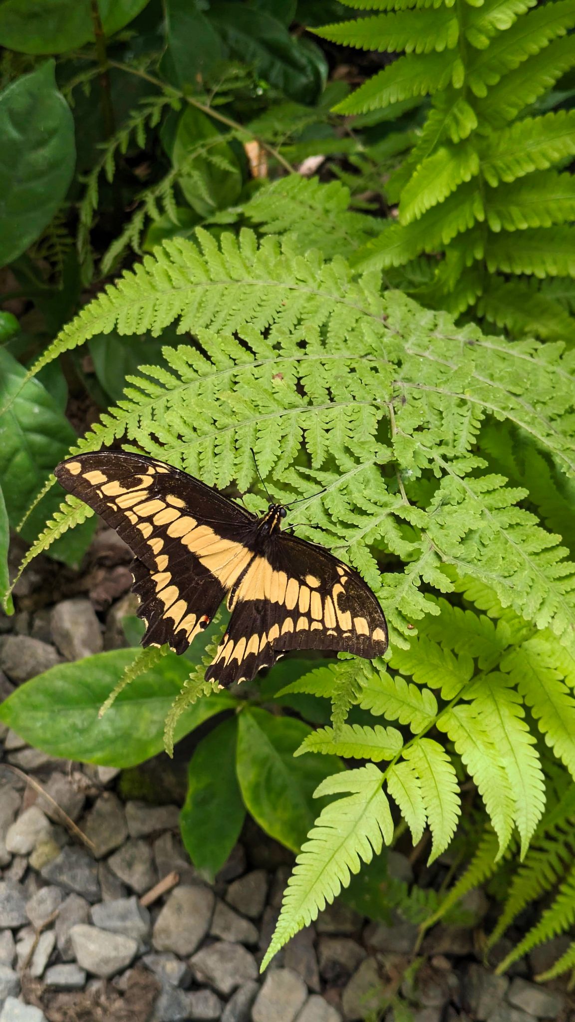 Panama ElValle 05