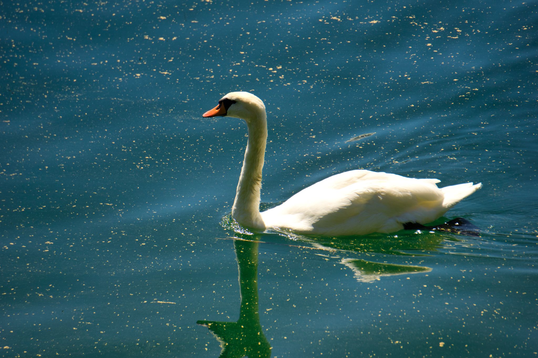 Seeboden Lake 68