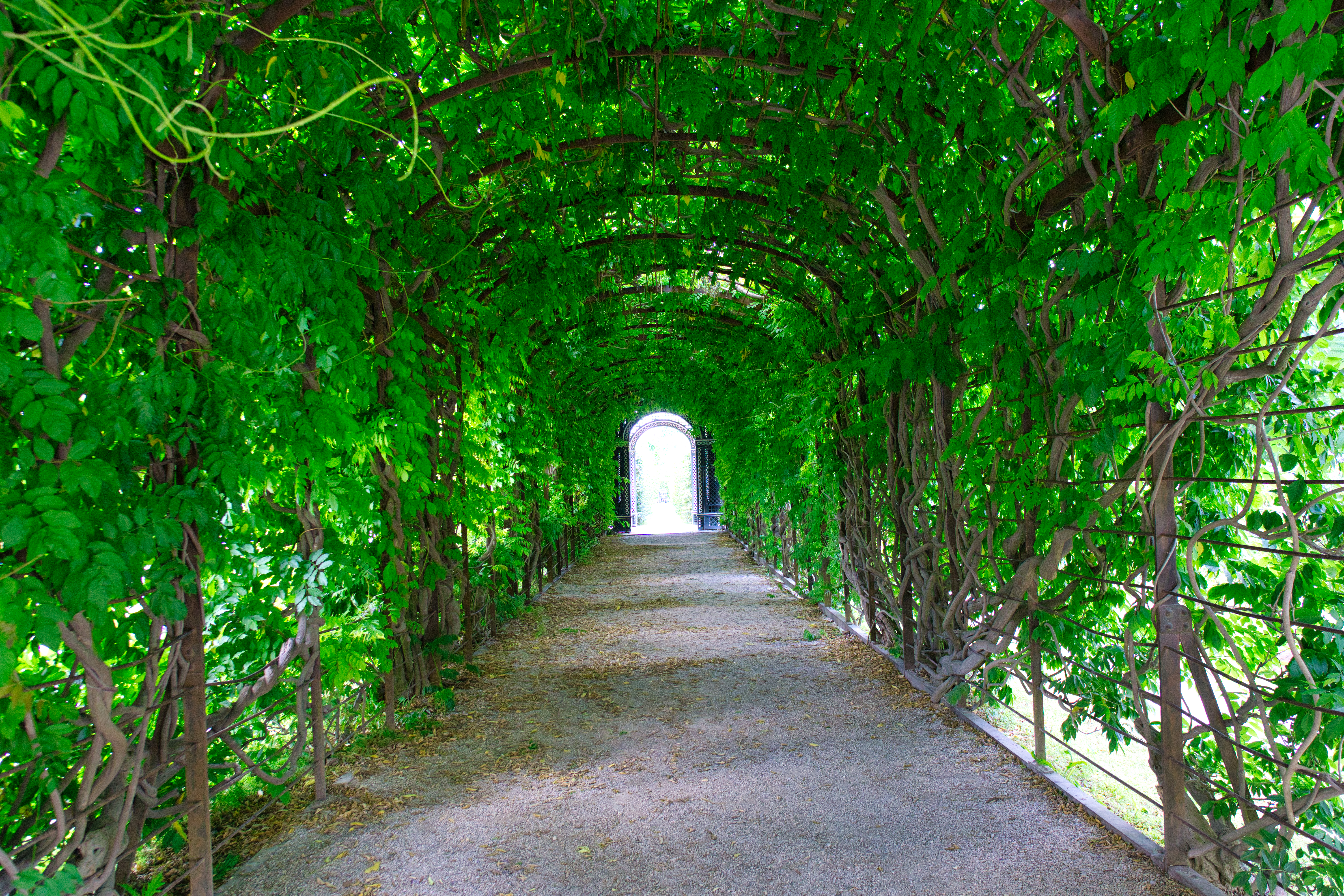 Austria vienna  15