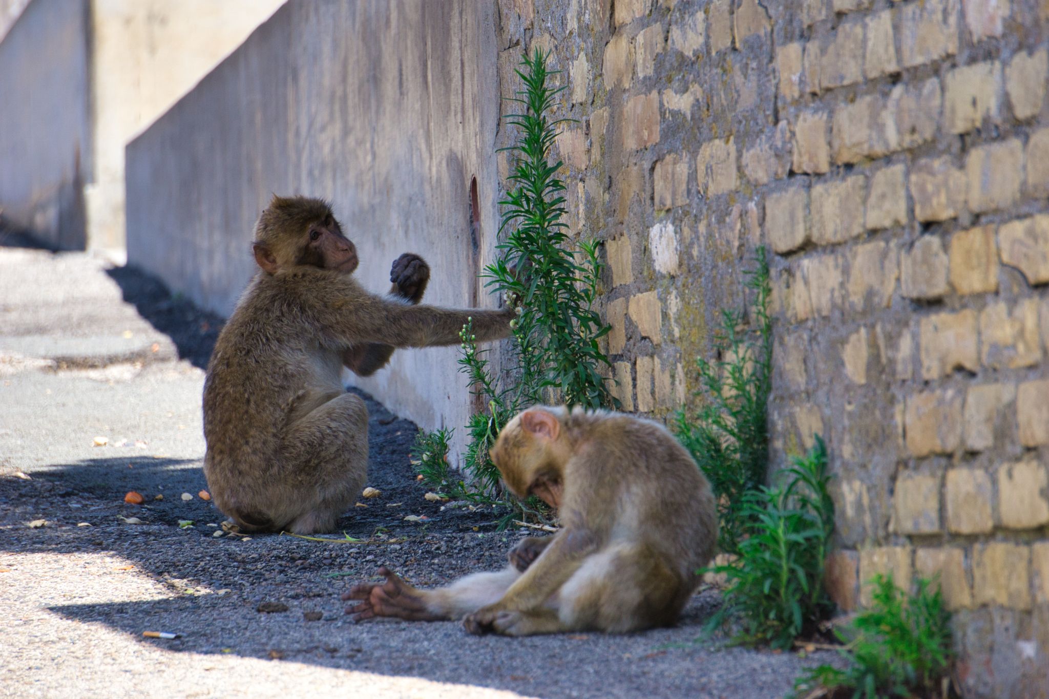 UK Gibraltar 029